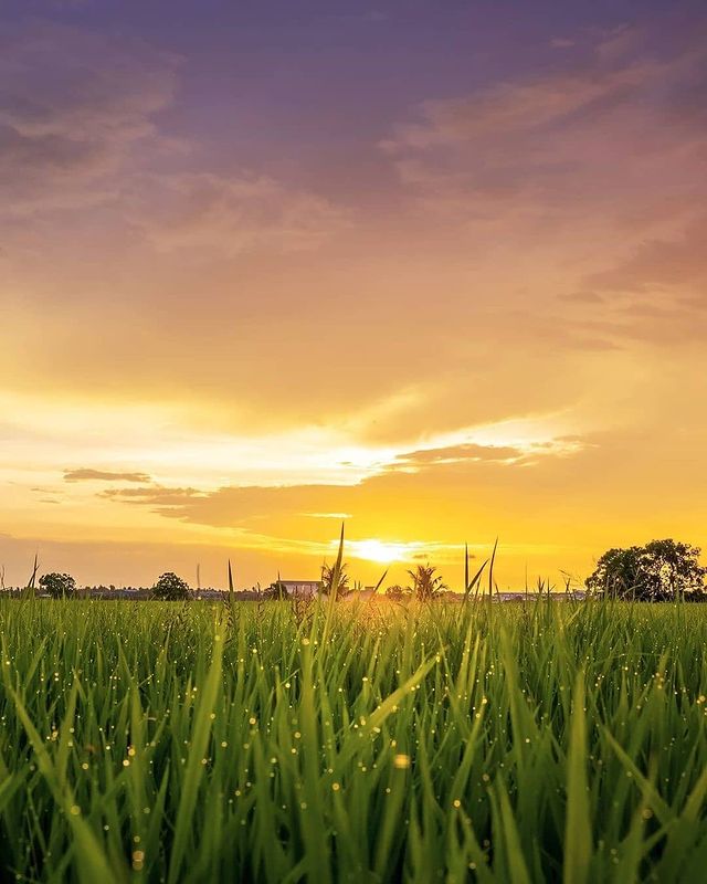 bendang homes landscape